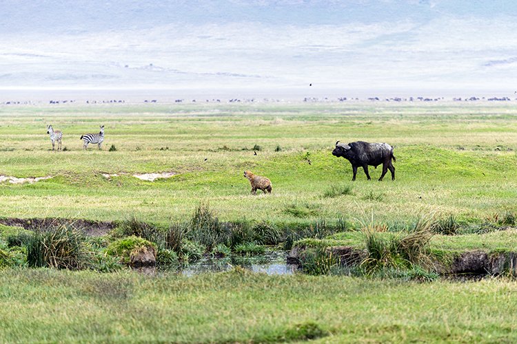 TZA ARU Ngorongoro 2016DEC26 Crater 043